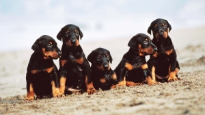 Exploring European Doberman Puppies for Sale: What Sets Them Apart?